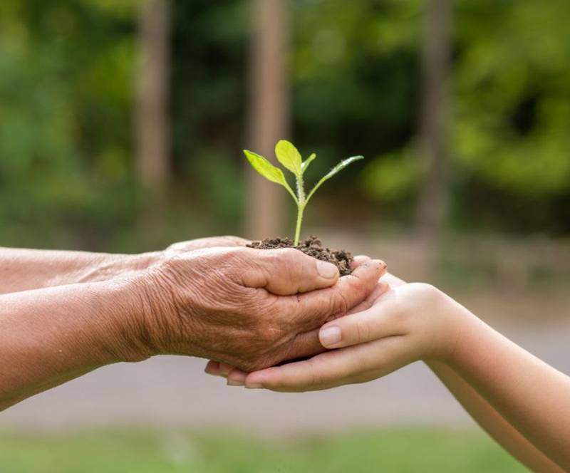 elderly-person-children-holding-plant