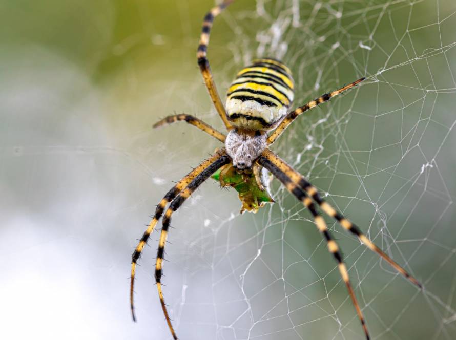black-yellow-stripe-argiope-bruennichi-wasp-spider