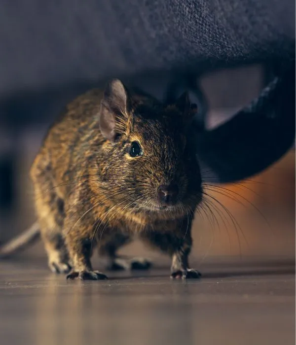 Rat sous un meuble dans un appartement – dératisation 92