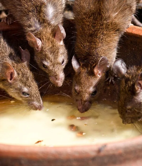 Groupe de rats autour d’une source alimentaire – dératisation 92