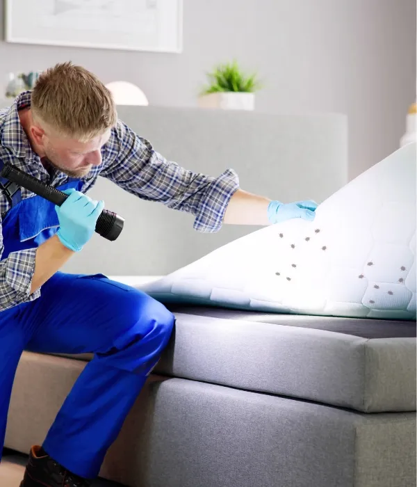 Access Anti Nuisibles - Traitement Punaises de Lit dans le 92 (1)